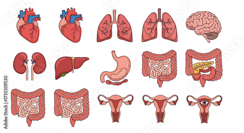 Illustration showcasing various human internal organs in a detailed, anatomical presentation.