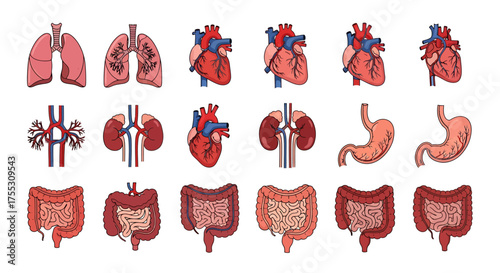 Illustration showing various human internal organs including lungs, heart, kidneys, stomach, and intestines.