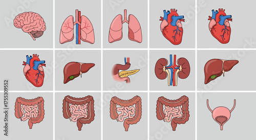 Illustration of human internal organs including kidneys, stomach, intestines, bladder, and blood vessels.	
