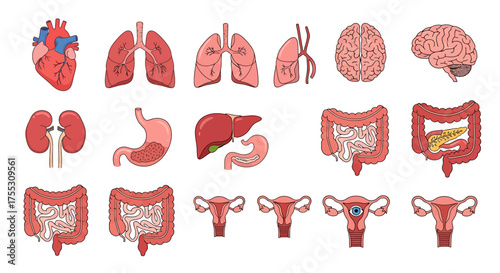 Illustration of human internal organs including kidneys, stomach, intestines, bladder, and blood vessels.	
