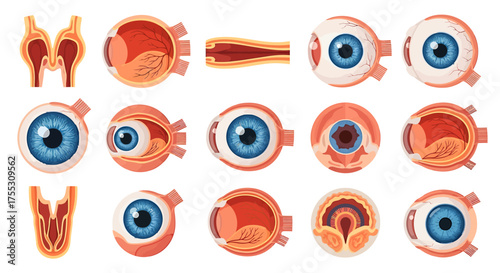Detailed illustration showcasing various views and cross-sections of human eyes, highlighting anatomy.	