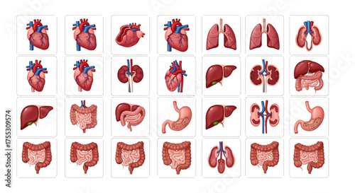 Illustration of human internal organs including kidneys, stomach, intestines, bladder, and blood vessels.	
