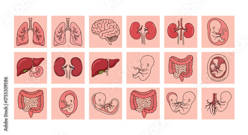 Illustration of human internal organs including kidneys, stomach, intestines, bladder, and blood vessels.	
