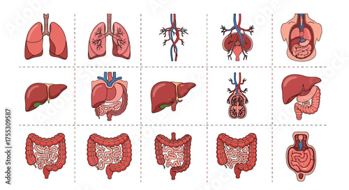 Detailed illustration of various human internal organs, showing anatomical structures and systems.