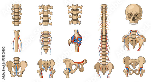 Detailed anatomical illustration showcasing various human skeletal structures, including spine and skull.