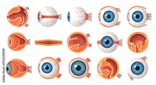 Collection of anatomical eye illustrations showing internal and external structures from various angles and cross-sections.
