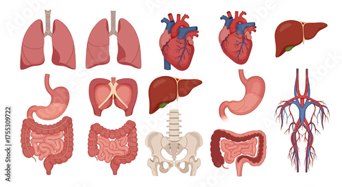 Anatomical illustration displaying human internal organs including lungs, heart, liver, stomach, intestines, pelvis, and arteries.