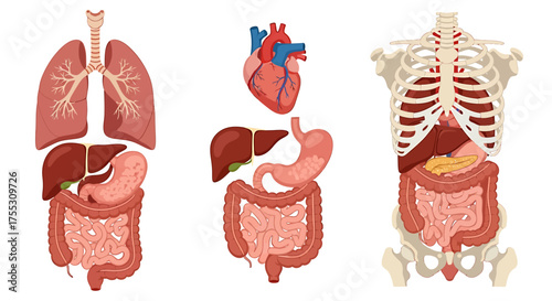 Anatomical illustration showing human internal organs: lungs, heart, liver, stomach, intestines, and skeleton.