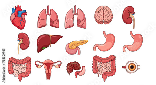 Illustration of human internal organs including kidneys, stomach, intestines, bladder, and blood vessels.	
