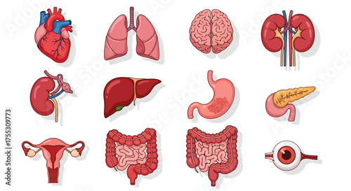 Illustration showing a collection of human internal organs including the heart, lungs, brain, kidneys, liver, stomach, pancreas, uterus, intestines, and eye.