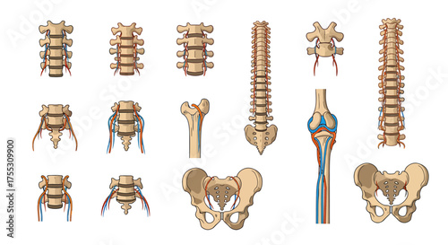 Anatomical illustration showing various views of the human spine, pelvis, femur, and knee joint.