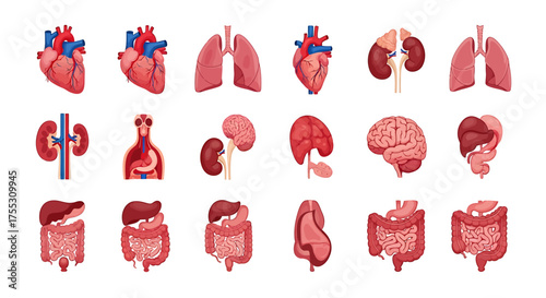 A collection of illustrated human organs, showcasing anatomical structures.