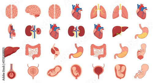 Illustration showcasing various human organs, including brain, heart, lungs, and kidneys.
