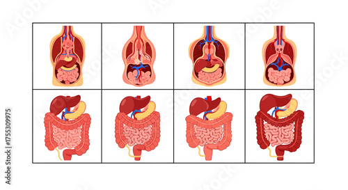Detailed anatomical illustrations of the human digestive system, showing internal organs.