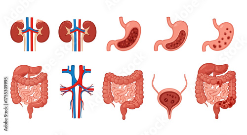 Illustration of human internal organs including kidneys, stomach, intestines, bladder, and blood vessels.