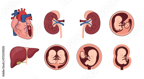 Illustration showing human internal organs: heart, kidneys, liver, and different stages of embryonic development.