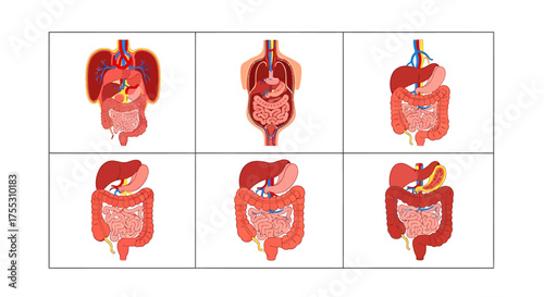 Six detailed illustrations showcasing the human digestive system, highlighting organs and their location.