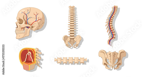 Anatomical illustrations showing a skull, spinal cord, vertebrae, and pelvis bones, displayed in a medical context.