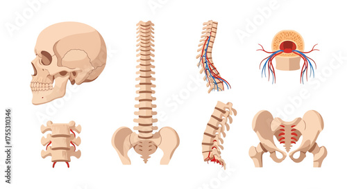Anatomical illustration showing human skull, spine, vertebrae, pelvis, and spinal cord in various views.