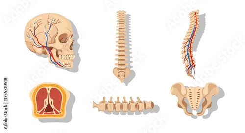 Anatomical illustrations depicting the human skull, spine, and skeletal structures.