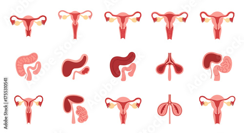 Illustration showing various depictions of the female reproductive system, including the uterus, ovaries, and fallopian tubes.