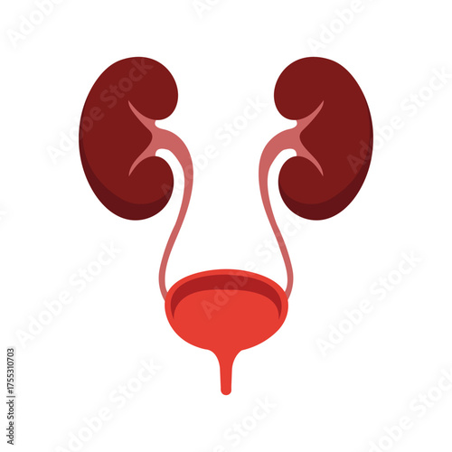 Two kidneys connect to the bladder showing the urinary system against white background