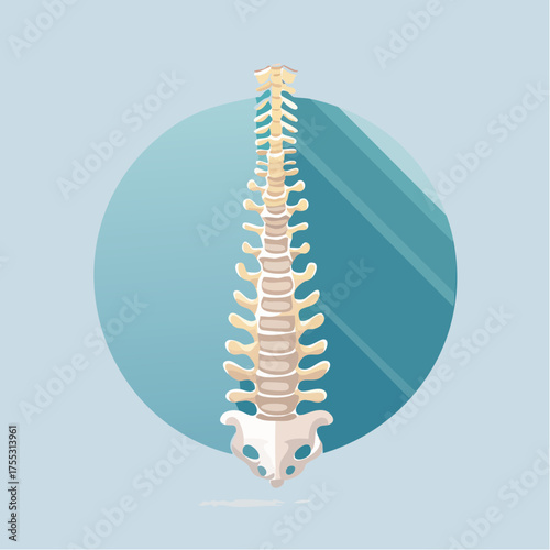 Anatomical vector illustration of the human spine against a blue circular background.