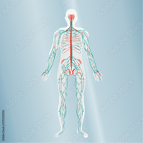 Anatomical illustration of the human nervous system, depicting the brain, spinal cord, and peripheral nerves.