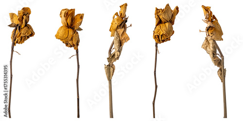 Fototapeta Naklejka Na Ścianę i Meble -  dried roses on white background