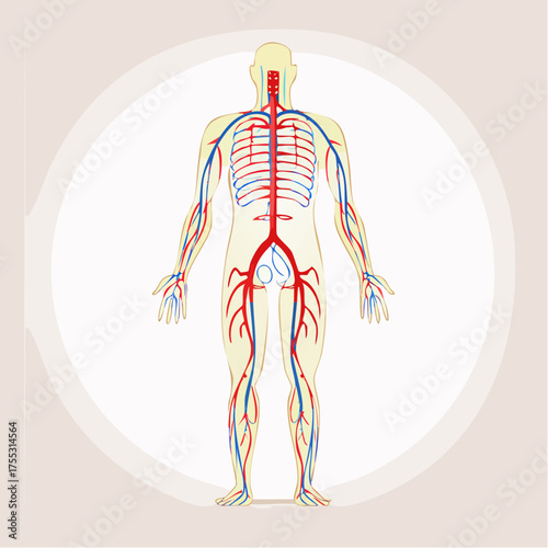 Anatomical illustration of the human circulatory system showing arteries and veins.