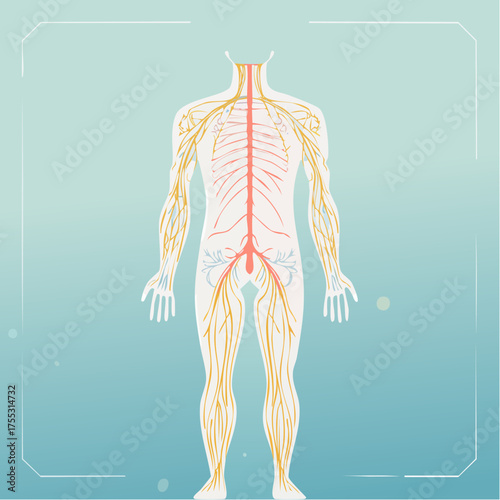 Human nervous system illustration showing the brain, spinal cord, and nerves throughout the body.