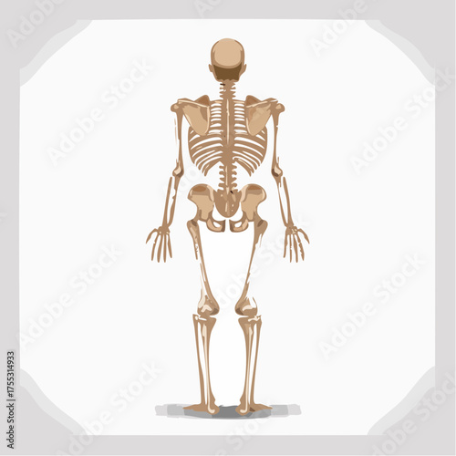 A detailed anatomical illustration of the human skeleton from the posterior or back view, isolated on a white background.