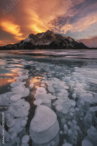 Frozen methane ice bubbles trapped beneath the surface of a lake in Alberta, Canada during winter.