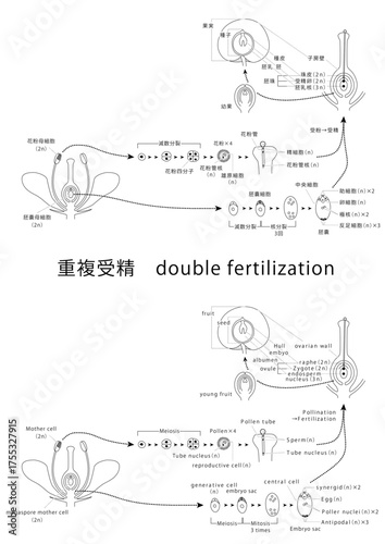 重複受精double fertilization