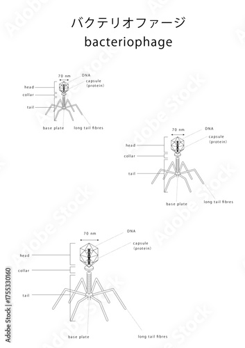 バクテリオファージbacteriophage