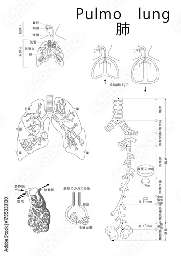 肺plumoはいlung