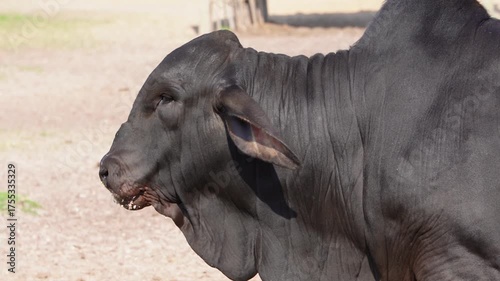 BLACK BRAHMAN BULL TEXAS LIVESTOCK RED BRAHMAN
