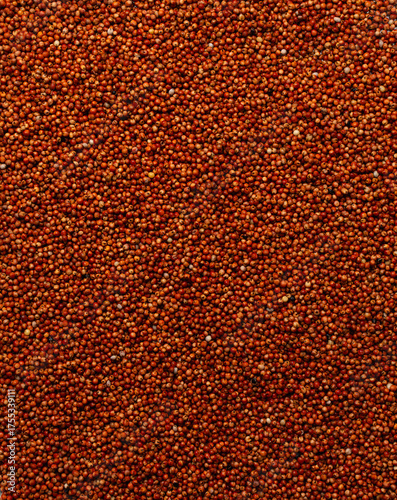 Fototapete Overhead view of guinea corn, top view of Red guinea corn also known as sorghum