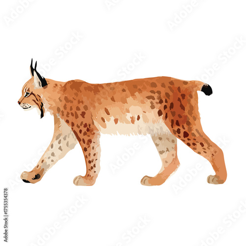 Wild Lynx Walking Vector Illustration.