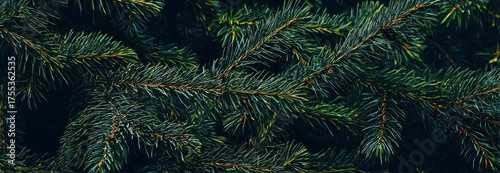 Evergreen Pine Tree Branches Background