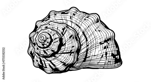 seashell isolated on white background