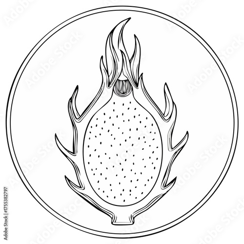 Dragon fruit illustration, circle, drawing of pitaya fruit, black line, tropical delicacy