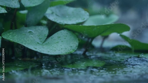 Plants in the pond on a rainy day