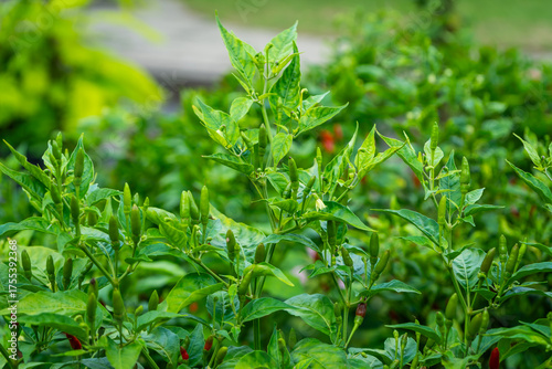 Colorful chili peppers growing fresh and bright in the garden — a spicy touch of nature’s beauty.