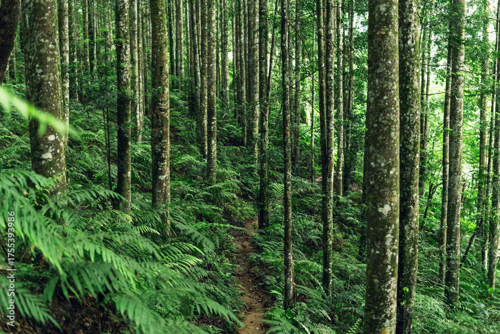 Fototapeta premium Serene path through tall forest trees, perfect for hiking, meditation, and sustainable living.