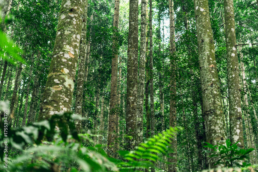 Fototapeta premium Natural jungle forest background with moss-covered trunks and layers of bright green leaves.