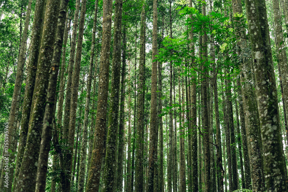 Obraz premium Forest with tall slender trees and leafy ferns for outdoor exploration and travel content.