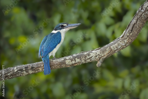 Collared Kingfisher