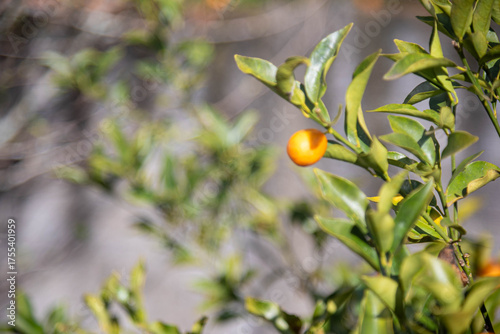 Orange Jessamine (Murraya paniculata)