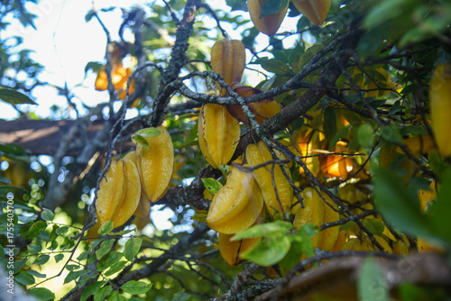 Starfruit (Averrhoa carambola) Fruits.